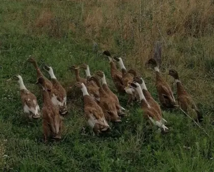 BIO Laufenten Krems a.d. Donau