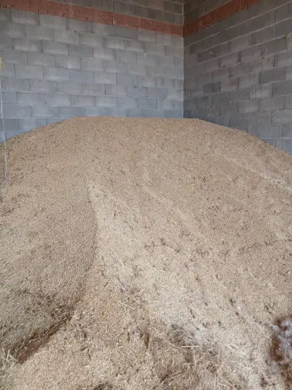 Bio Futtergetreide Gerste/Triticale gemischt ca. 15 t