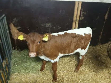 Original Pinzgauer Kuhkalb