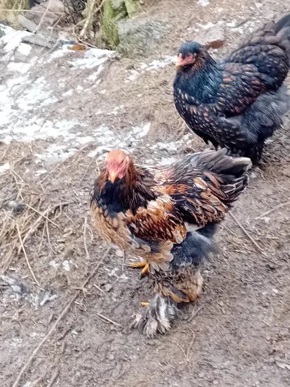 Wunderschöne Brahmahähne und Mixhähne