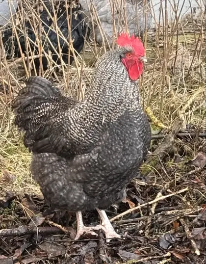 Orpington Mischlingshähne