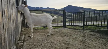 Zuchtbock Saanenbock Ziegenbock HB