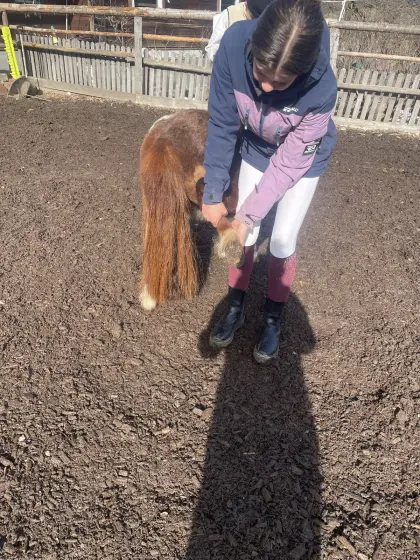 Verkaufe Mini Pony Hengst