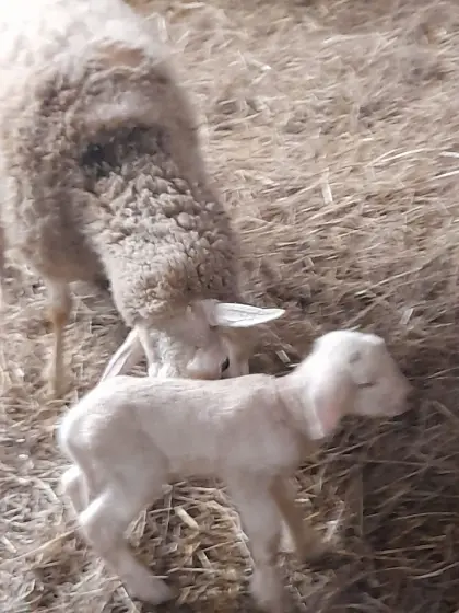 Verkaufe Schafe zur Weiterzucht