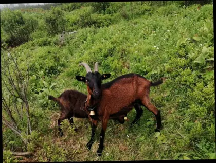 Zutrauliche Pinzgauer Kitze zu vergeben