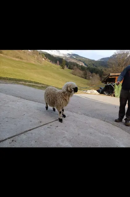 Walliser Schwarznasenwidder