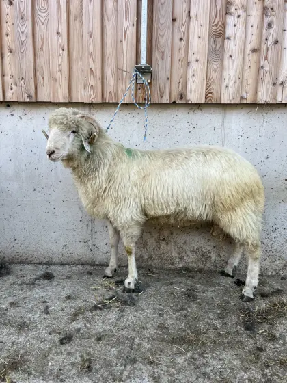 Tiroler Steinschaf Widder weiß