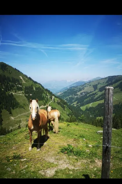 Almplatz für Pferde