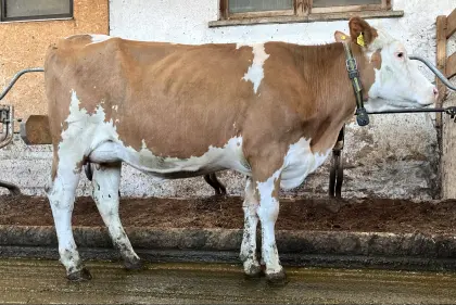 Bio FV Kuh und FVxRF Jungkuh