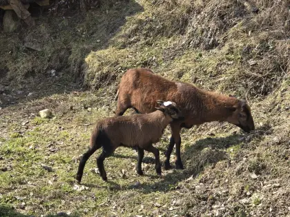 Kamerun Aue und Kitz zu verkaufen