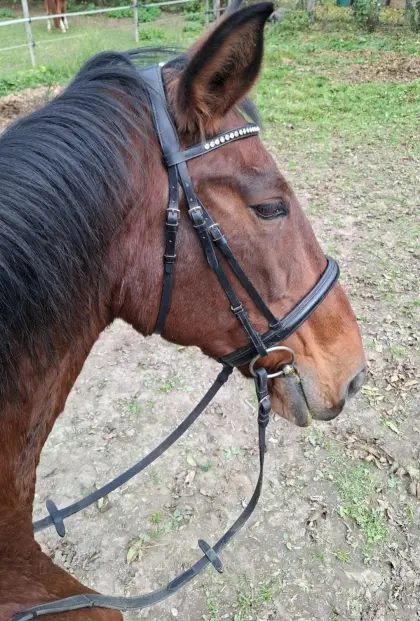 Reitbeteiligungen gesucht