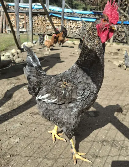 Junger Hahn, Junghähne