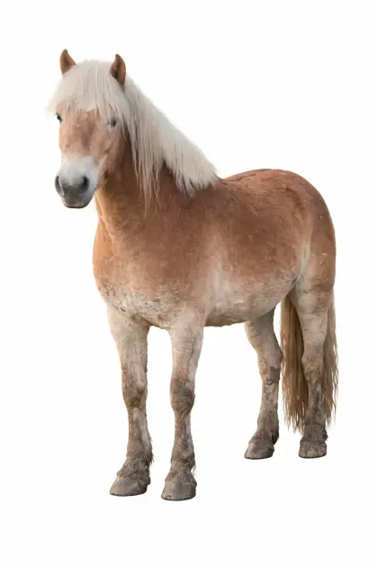 4-jähriger Haflinger