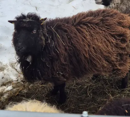 Zwergschafe, Ouessant, Quessant
