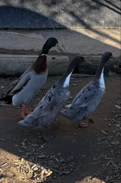 3 Laufenten zu verschenken