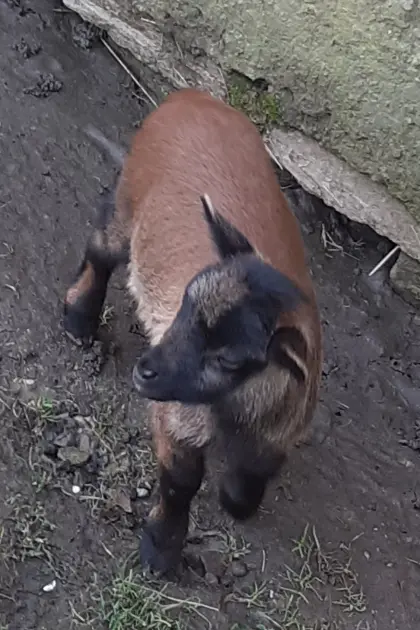 Kamerunbock klassisch gefärbt