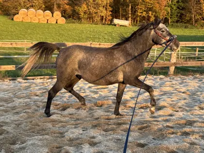 Sehr braver Lipizzaner Wallach