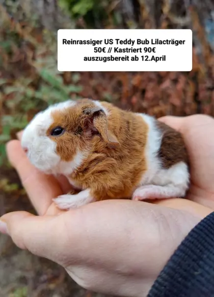 Junge Meerschweinchen, Kastrate und Erzieher