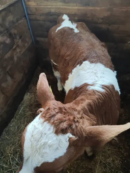 Kuhkalb FV x WBB, geb. 19.01., ca. 110 kg