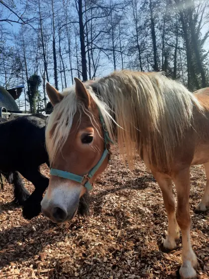 Haflinger Hengst Nicko