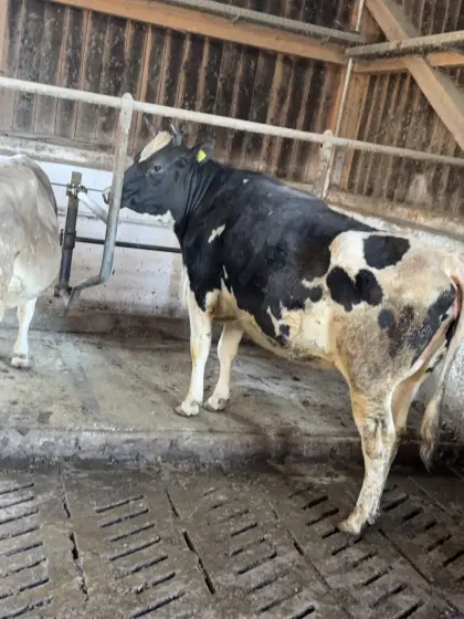 HF Kalbin schwer trächtig