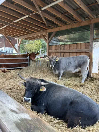 Reinrassig aus AT Tiroler Grauvieh