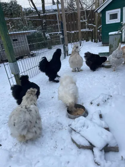 Bruteier der großen Seidenhühner