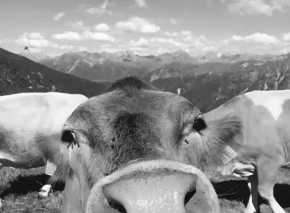 Suche belegfähige oder trächtige Kalbin