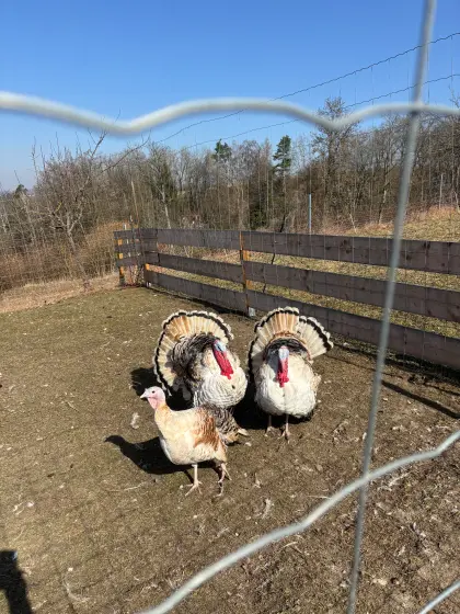 Ronquières Puten Hähne