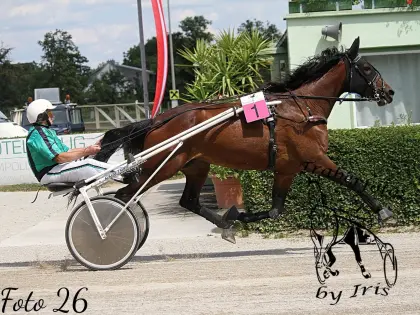 Großrahmige 6-jährige Traberstute La Princesa