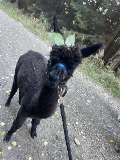 Alpakajunghengst, halfterführig, Hobbytier