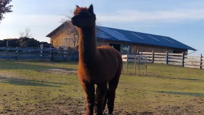 Schöner Alpaka Hengst, Farbe dunkelbraun, schöne Zähne