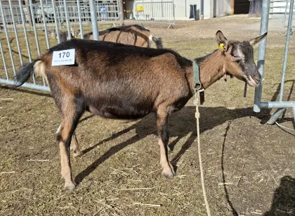 Pinzgauer Strahlenziege