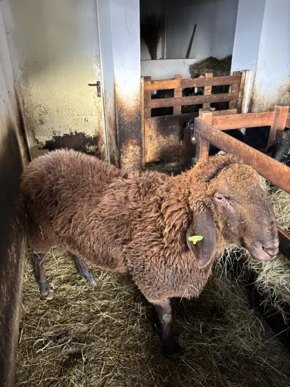 Brauner Bergschafwidder