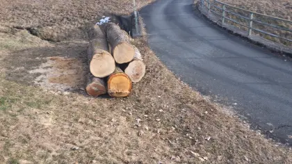 Nutzholz, 1 Stk. Eiche, 2 Stk. Ahorn, 2 Stk. Esche