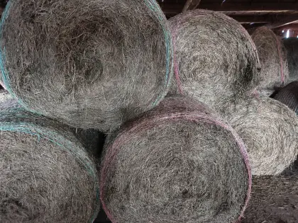 Heuballen, erster Schnitt 2025