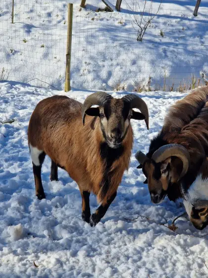 Kamerunböcke sehr zutraulich