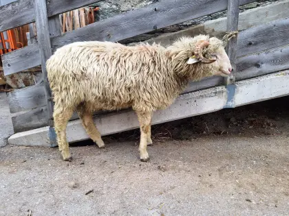Tiroler Steinschafwidder weiß