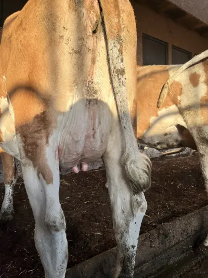 Bio FV Kuh und FVxRF Jungkuh