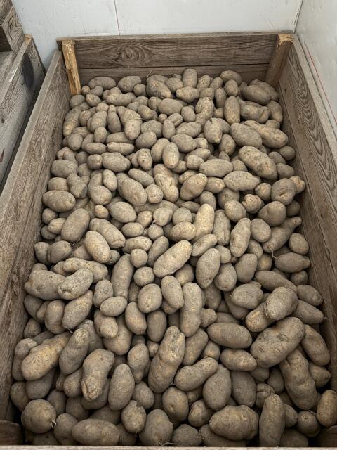 Bio Erdäpfel Ditta und Agria Ernte 2025