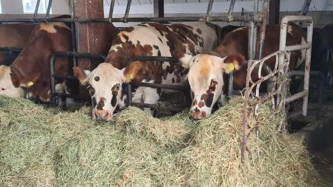 Verkaufe 2 trächtige BIO FV x Normande Kalbinen