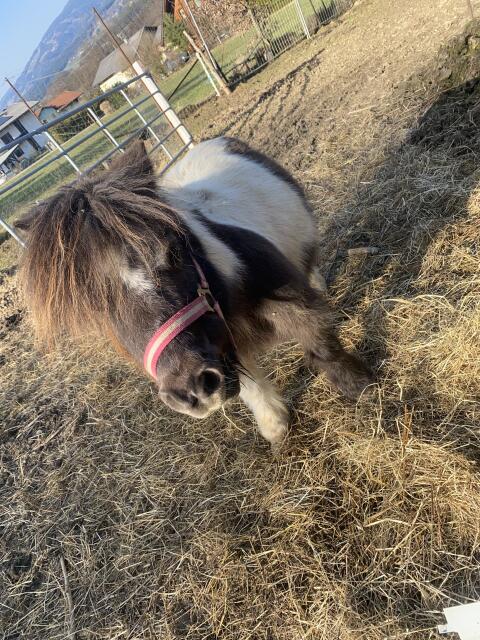 Pony Tiffany