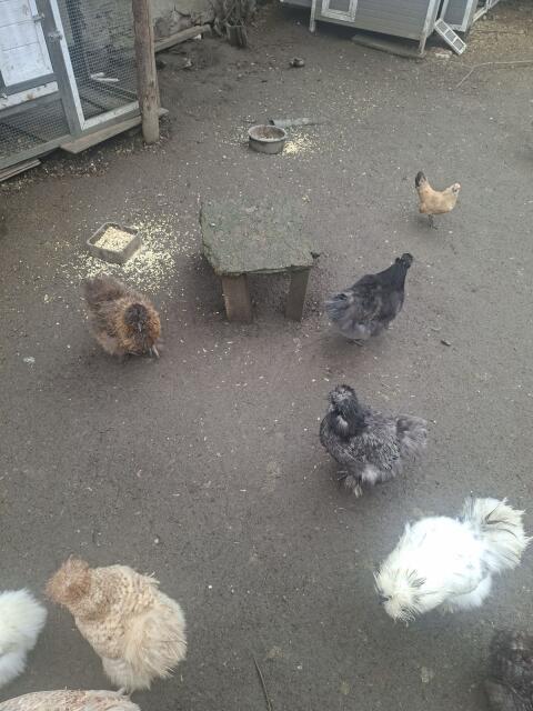 Verkaufen Seidenhühner Bruteier