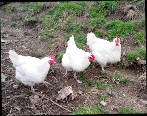 Bresse Gauloise Junghennen