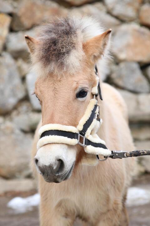 Zwei Fjordhengstfohlen aus 2025 – zutraulich und kerngesund