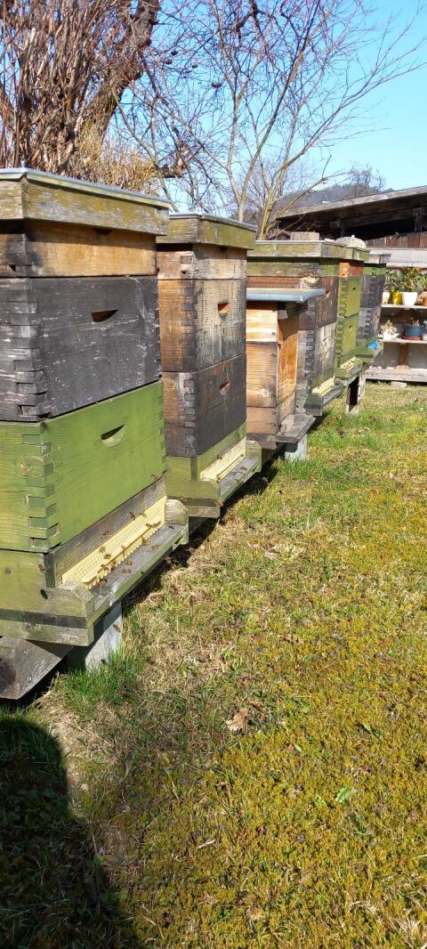 Bienen, Wirtschaftsvölker