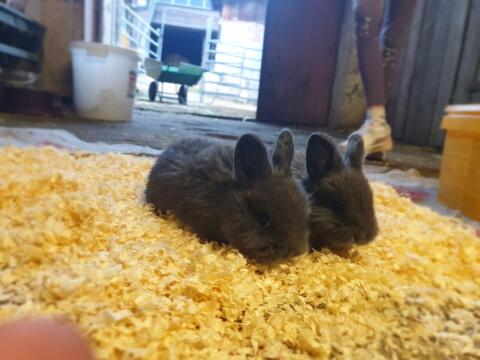Zwergkaninchen