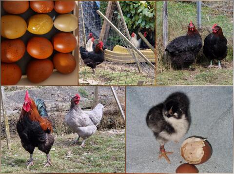 Steinpiperl . silverudds blä, ostfriesche Möwen, Marans, Oli