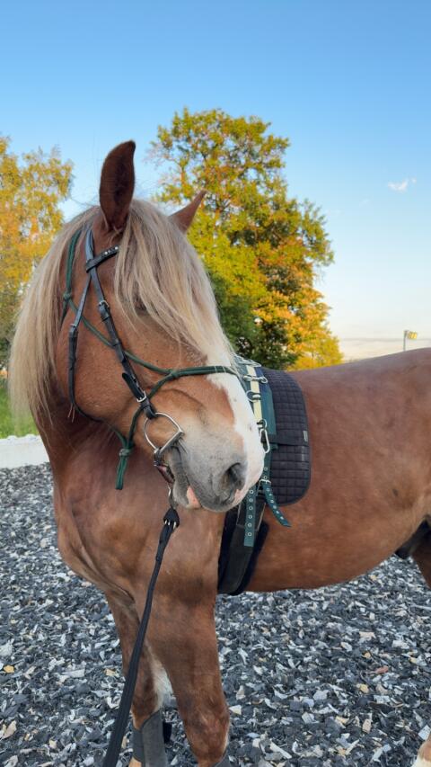 Sportlicher Kaltblutwallach