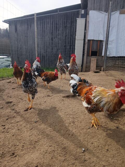 Junghähne Schwedisches Blumenhuhn